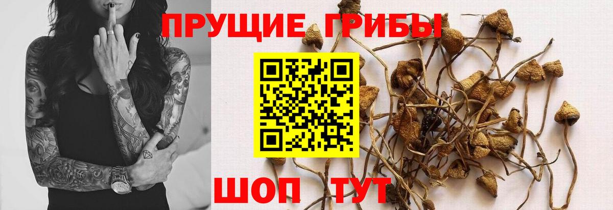 Псилоцибиновые грибы MAGIC MUSHROOMS  Галлюциногенные грибы ЛСД  Луга  Вход с VPN 